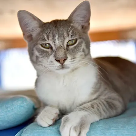 Matiz (adults Only) Golturkbuku